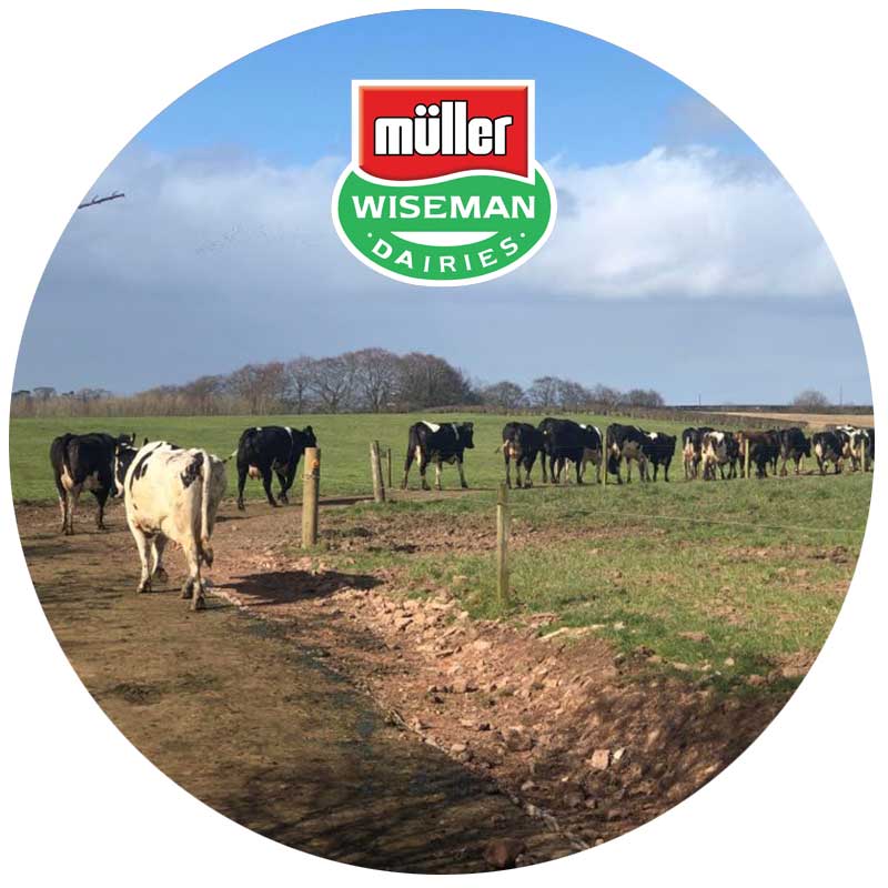 Dairy Farming in Ayrshire